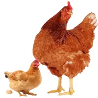 Layer Chicken